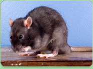 rat control Smethwick