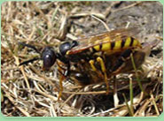 wasp control Smethwick